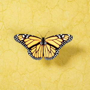 日本很黄很暴力
